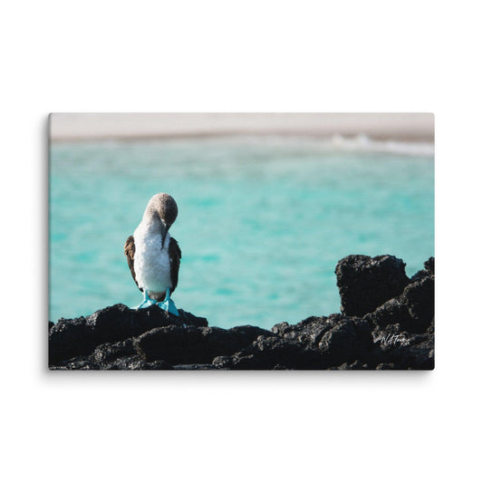 Azure Steps – Blue-Footed Booby Canvas Wall Art.