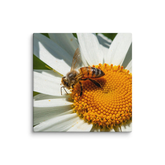 Close-up of a honeybee collecting nectar from a blooming daisy flower on a sunny day