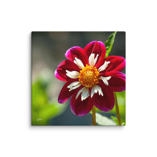 Bright Crimson Crown Collarette Dahlia blooming in a sunny garden, showcasing vibrant red petals and lush greenery.