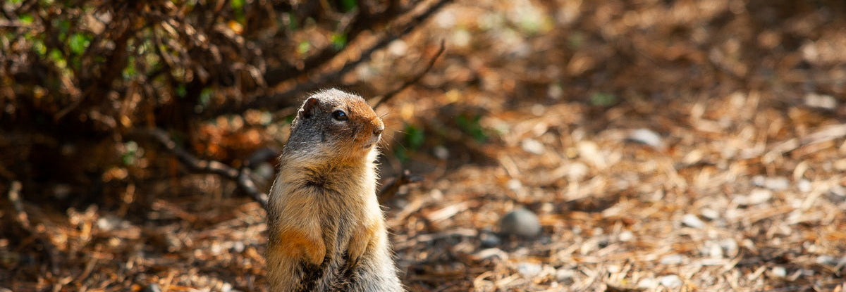 Squirrel standing on a forest floor with dry leaves and twigs looking over its shoulder