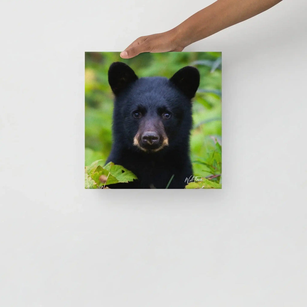 Adorable black bear cub exploring the forest, showcasing its playful and curious nature in a natural habitat