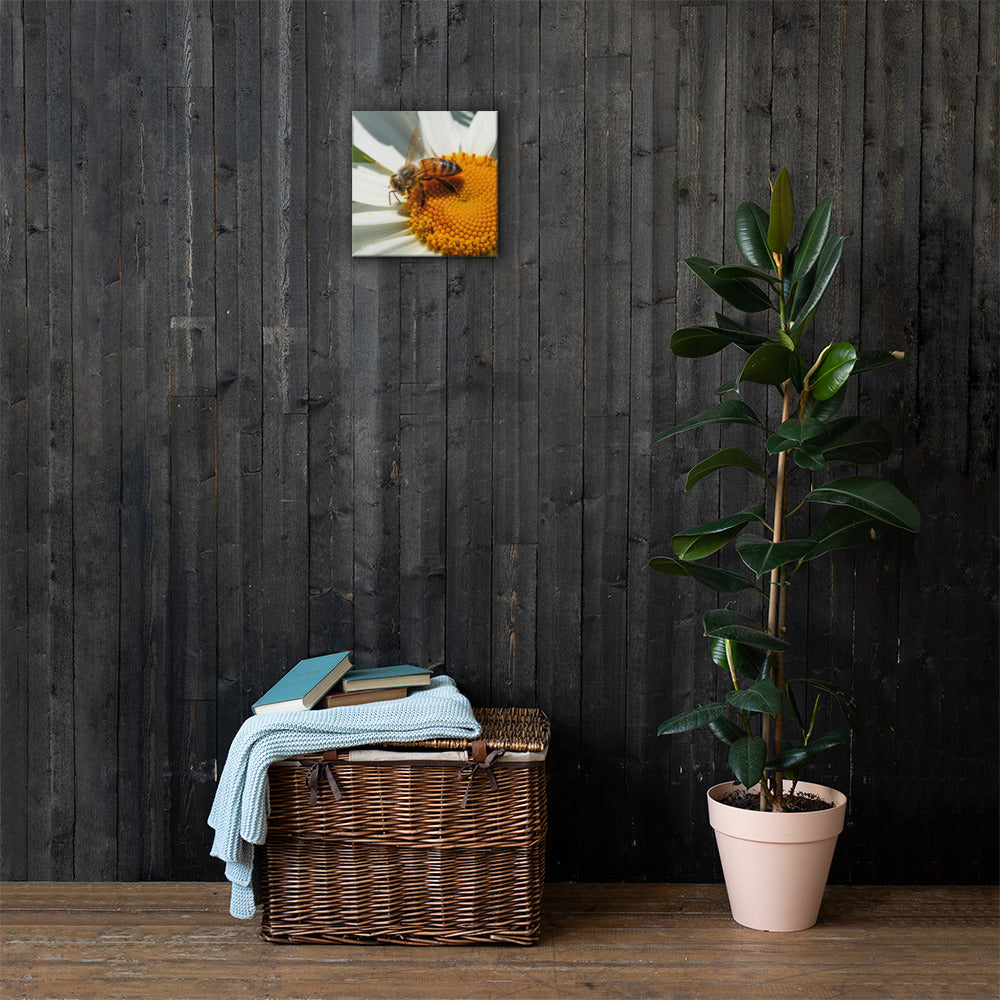 Golden Harvest – Honeybee on Daisy Fine Art Canvas Print