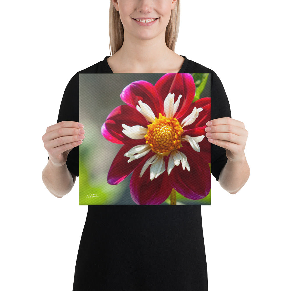 Crimson Crown – Collarette Dahlia Fine Art Photography Print
