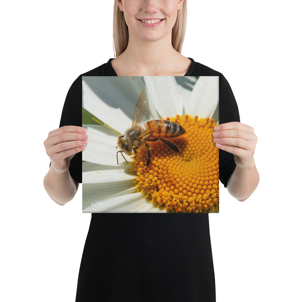 Golden Harvest – Honeybee on Daisy Fine Art Canvas Print