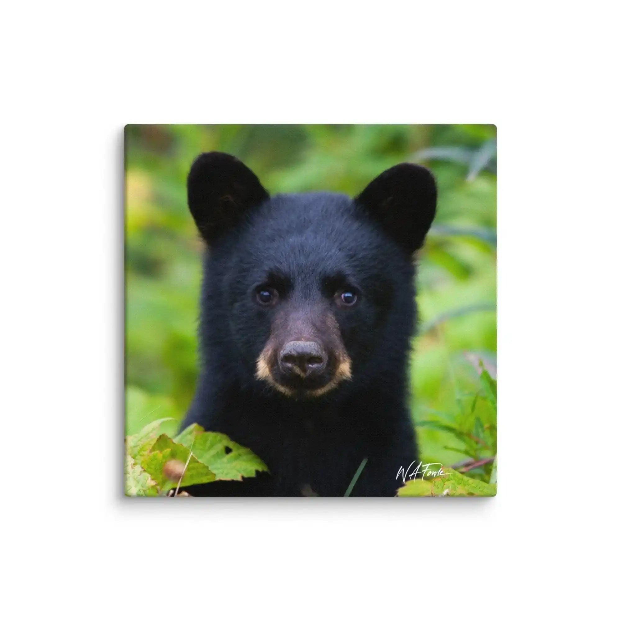 Adorable black bear cub exploring the forest, showcasing its playful and curious nature in a natural habitat