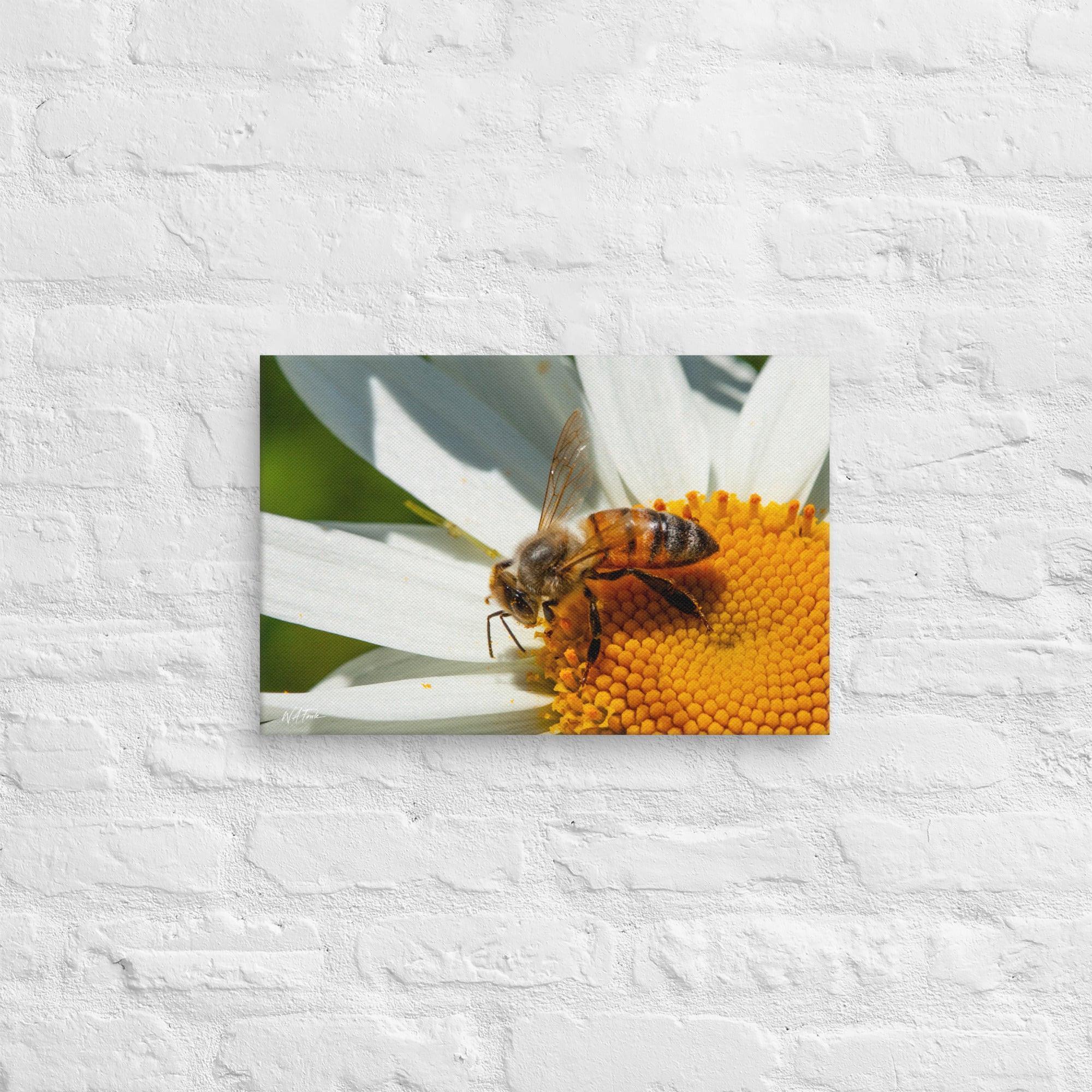 Close-up of a honeybee collecting nectar from a blooming daisy flower on a sunny day