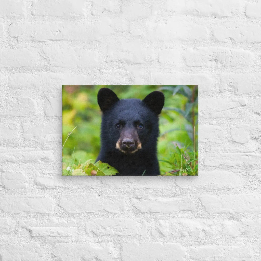 Cute black bear cub wall art print for nature-themed home decor, featuring wildlife photography on canvas.