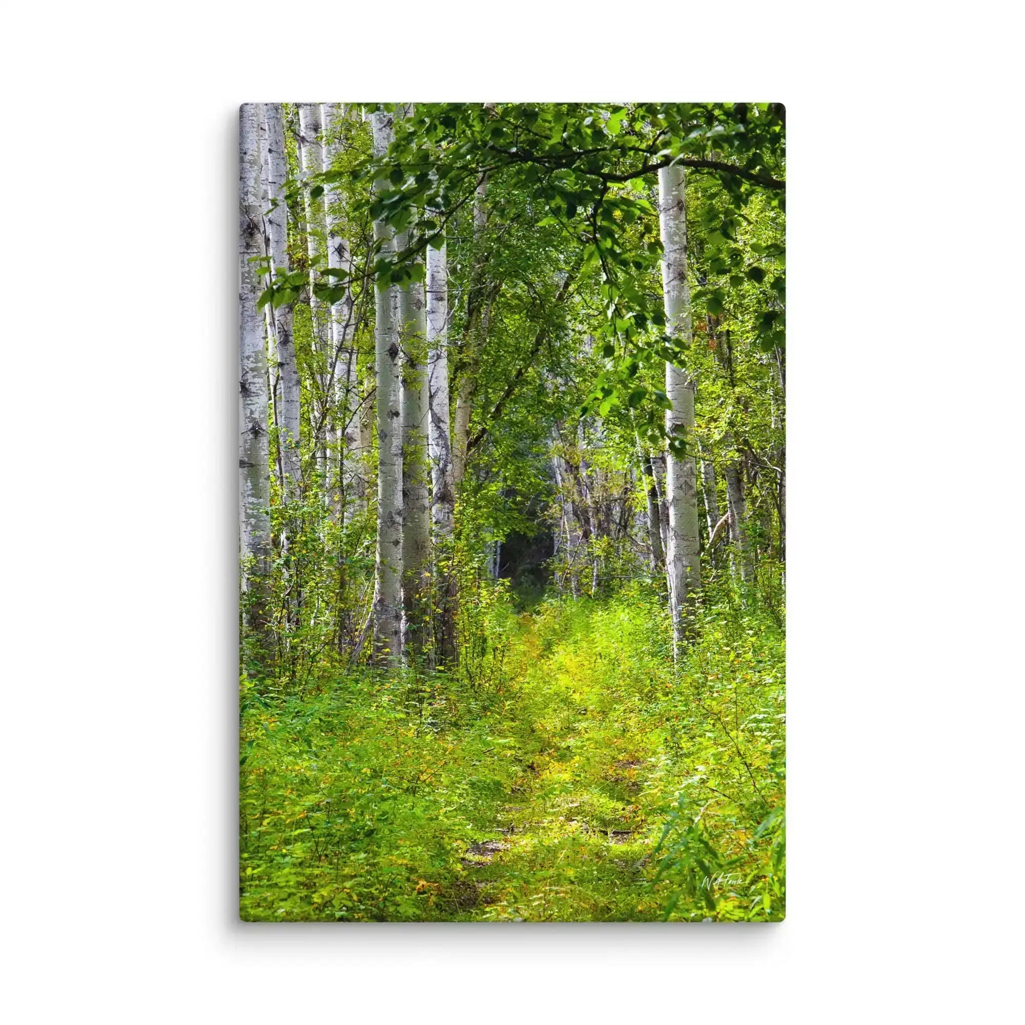 Canvas print of a lush green forest path with tall birch trees and dense foliage