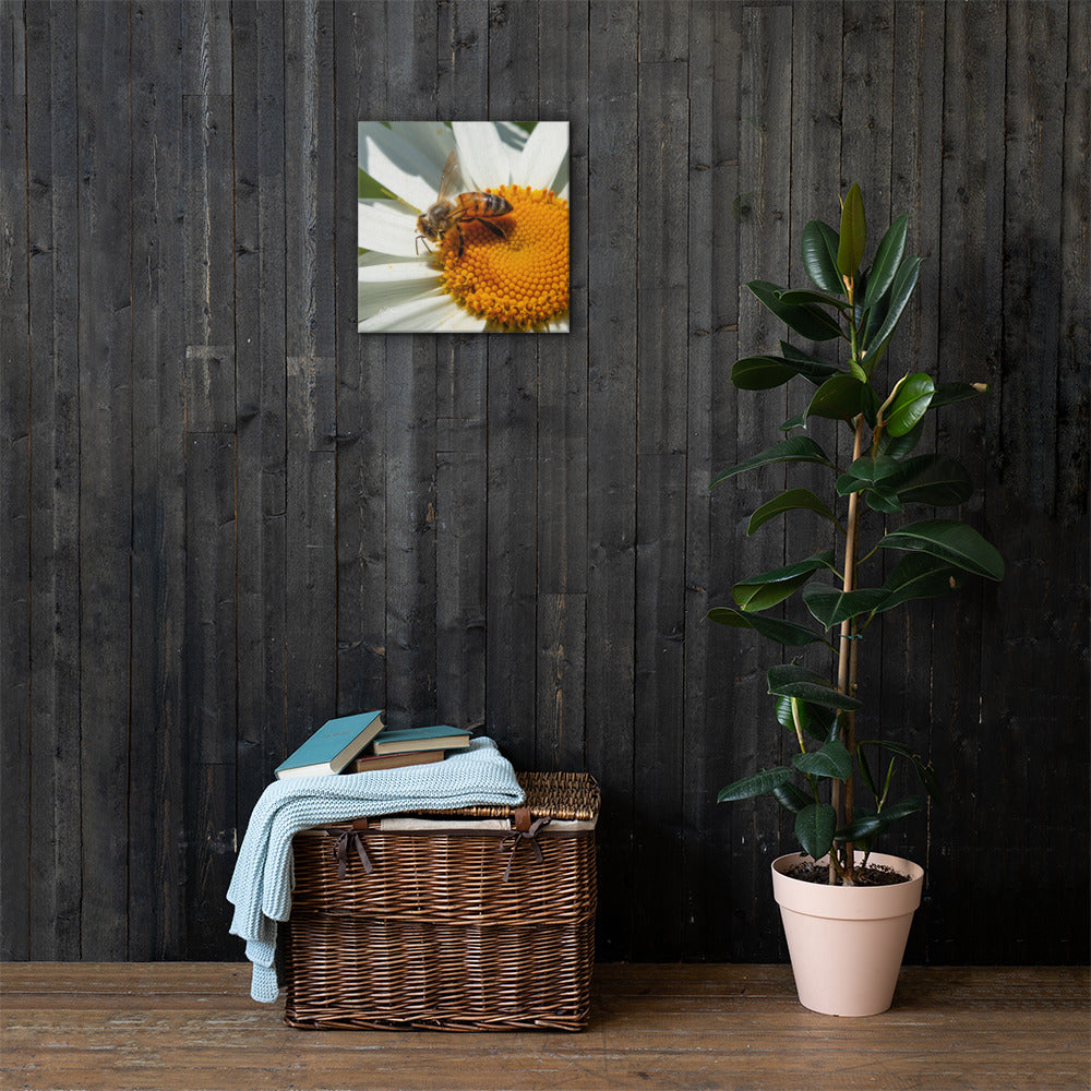 Golden Harvest – Honeybee on Daisy Fine Art Canvas Print