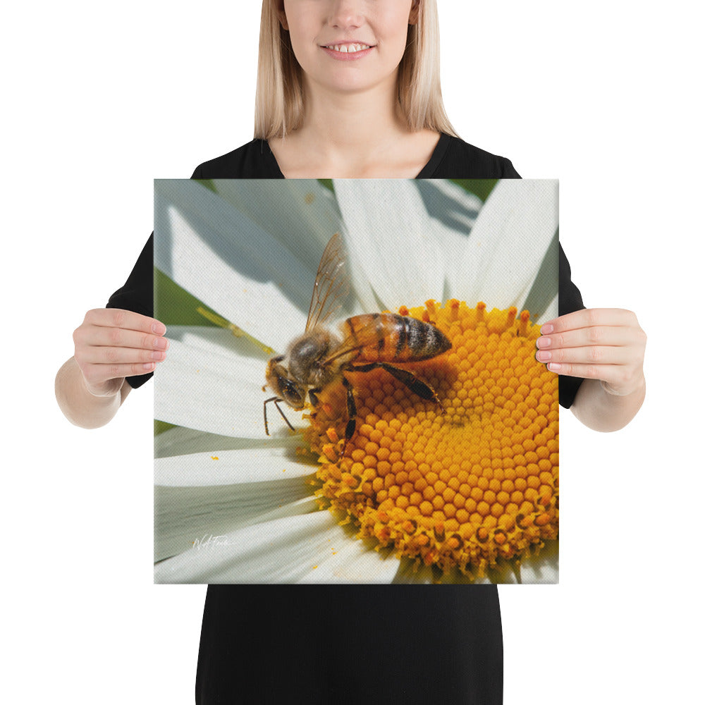 Golden Harvest – Honeybee on Daisy Fine Art Canvas Print
