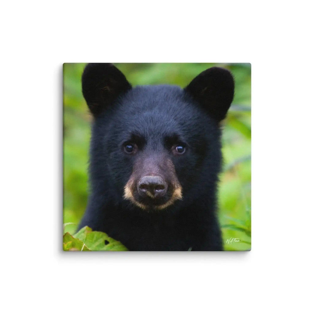 Adorable black bear cub in lush green forest, perfect wildlife decor