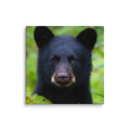 Adorable black bear cub in lush green forest, perfect wildlife decor