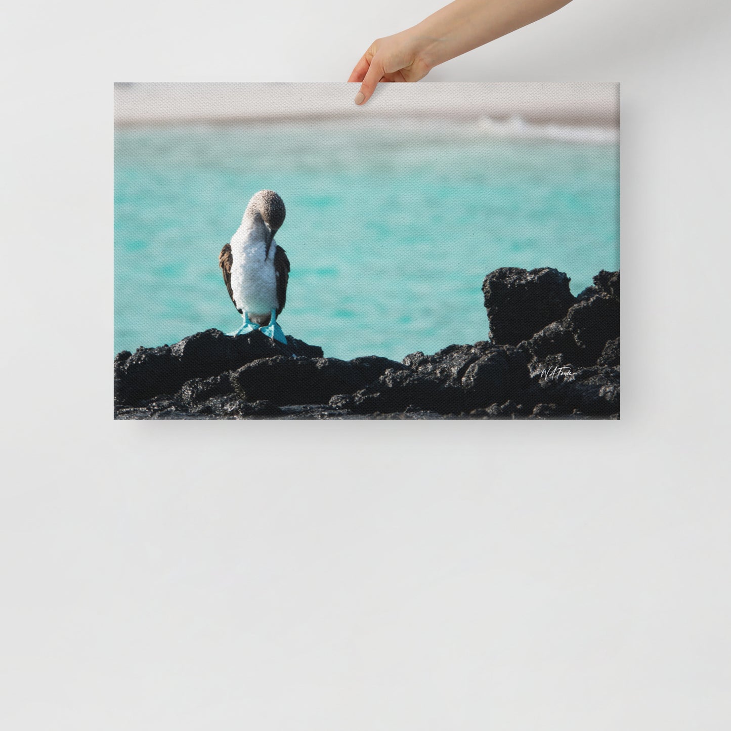 Azure Steps – Blue-Footed Booby Canvas Wall Art