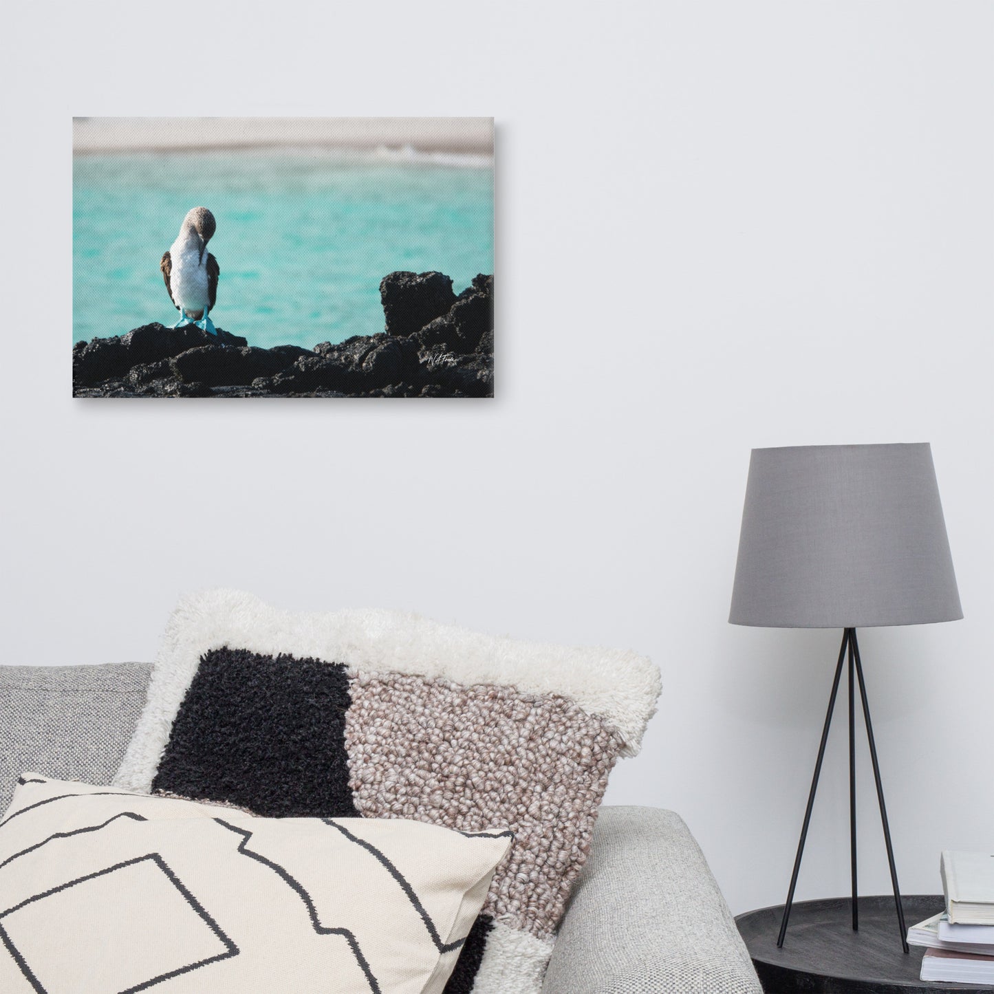 Azure Steps – Blue-Footed Booby Canvas Wall Art