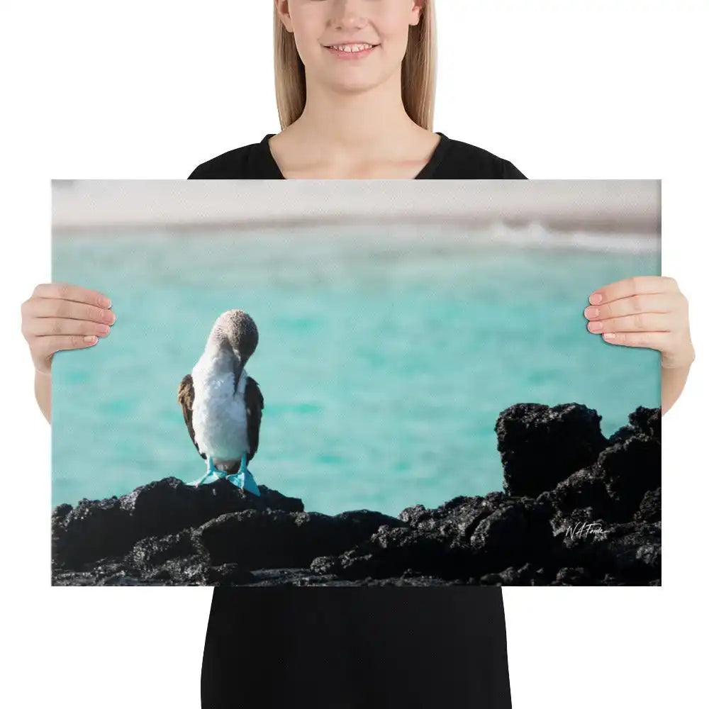 Azure blue sky highlights the vibrant colors of a Blue-Footed Booby perched on coastal rocks.