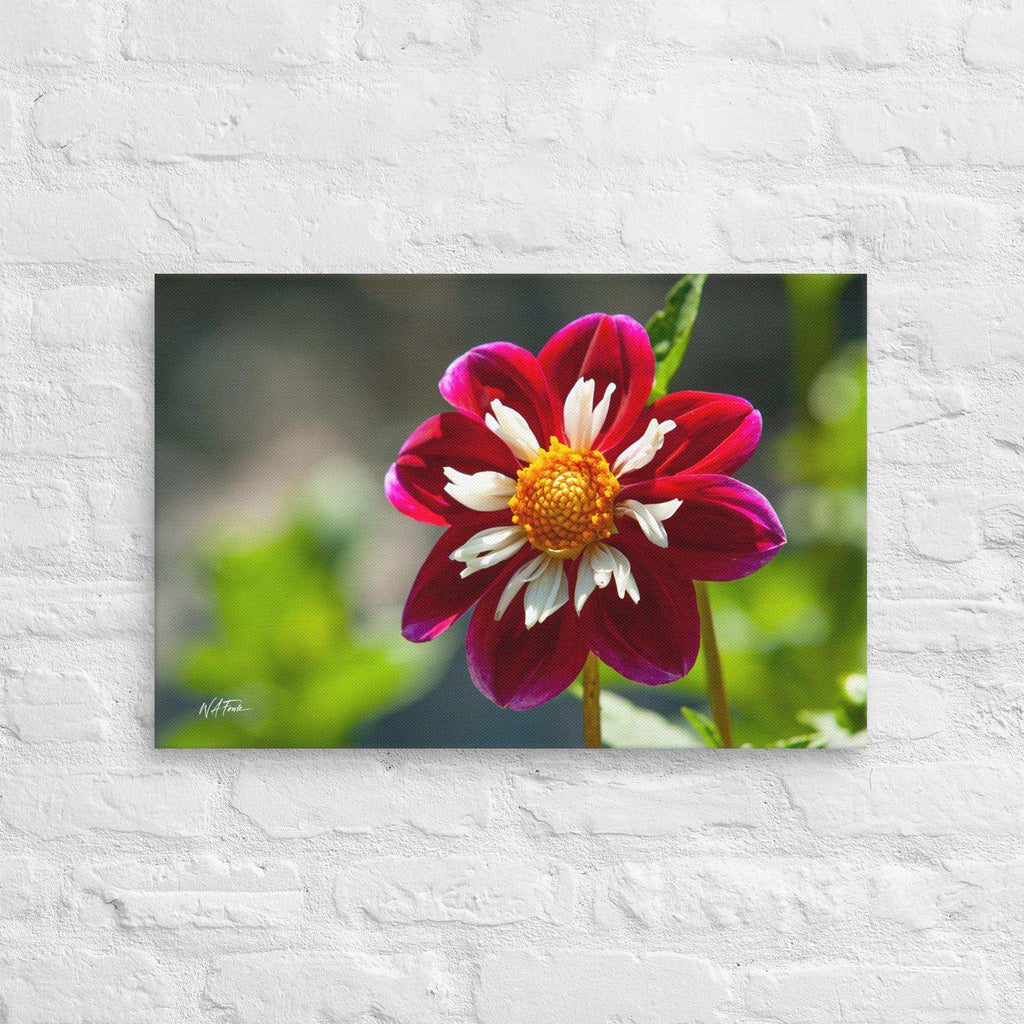 Bright Crimson Crown Collarette Dahlia blooming in a sunny garden, showcasing vibrant red petals and lush greenery.