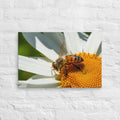 Bee on daisy flower wall art, nature photography print for home decor