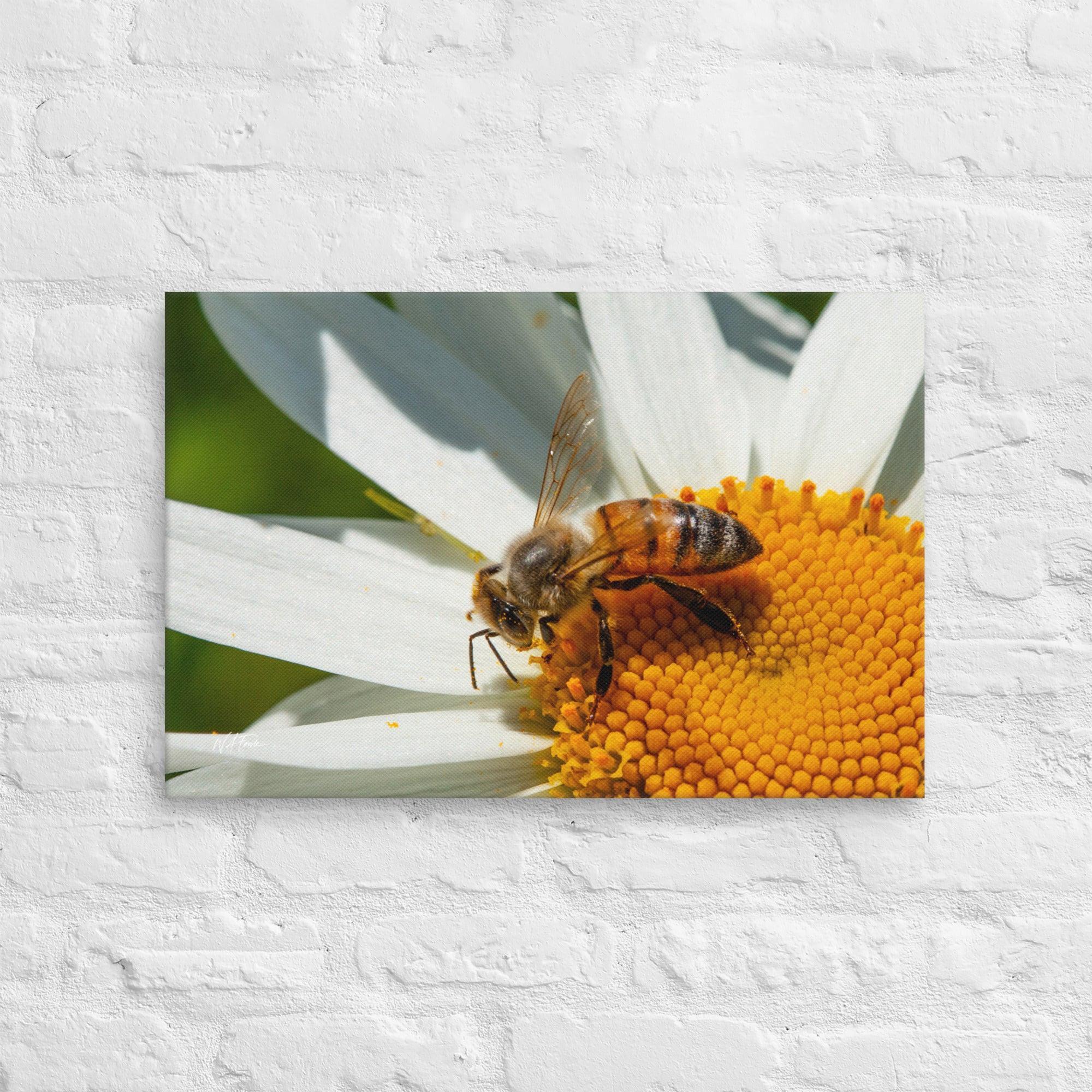 Close-up of a honeybee collecting nectar from a blooming daisy flower on a sunny day