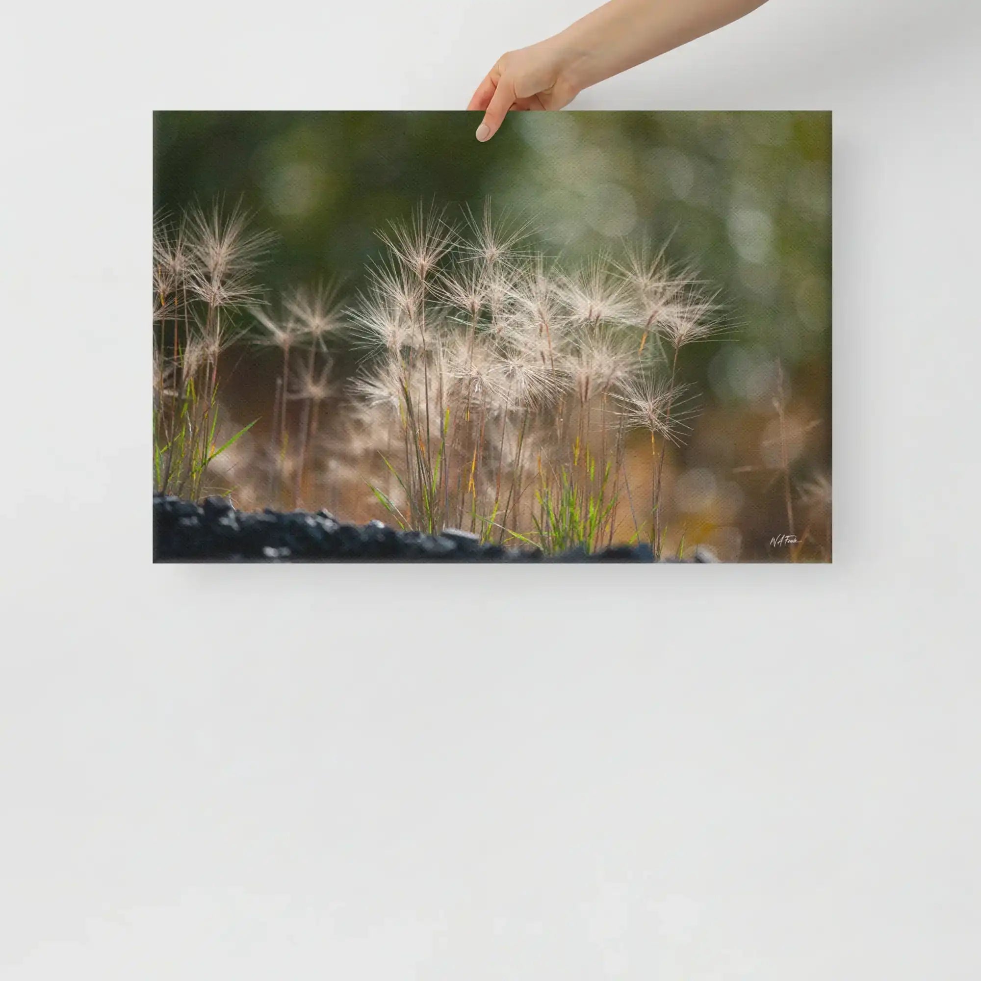 Hand holding canvas wall art featuring close-up photo of fluffy dandelion seed heads
