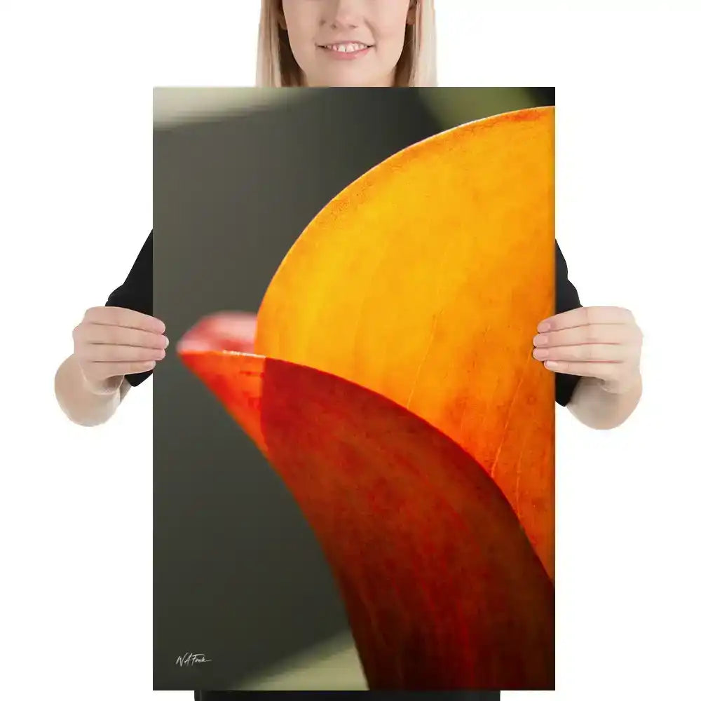A vertical fine art macro photograph of a Calla Lily petal in shades of vibrant orange and gold. The sunlight filters through the petal, highlighting fine veins and textures against a soft, dark background. The image is presented as a professional gallery-wrapped canvas by Bill Fowle.