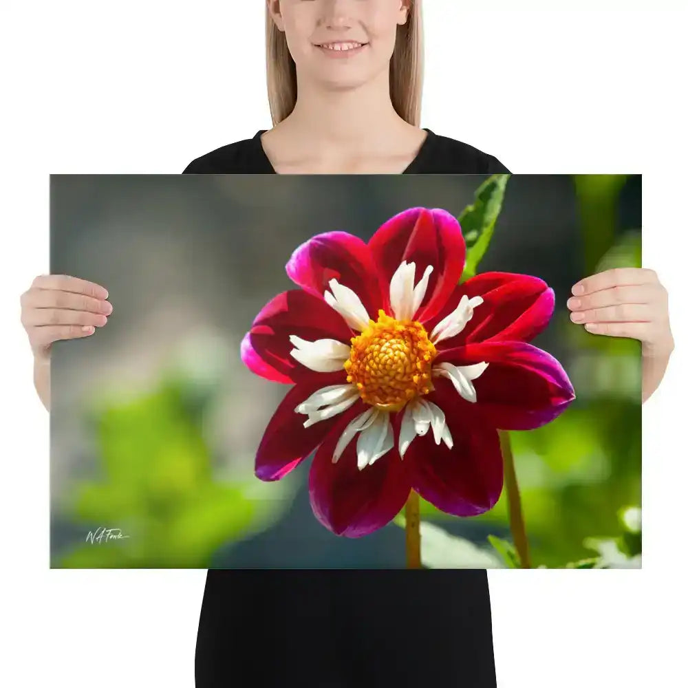 Woman holding canvas wall art featuring vibrant red and white dahlia flower close-up