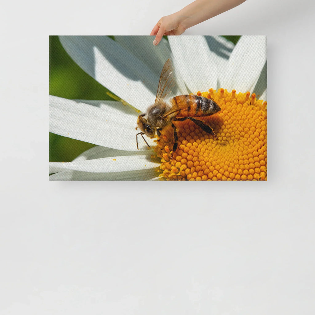 Close-up bee on daisy flower canvas wall art held by hand, nature photography decor