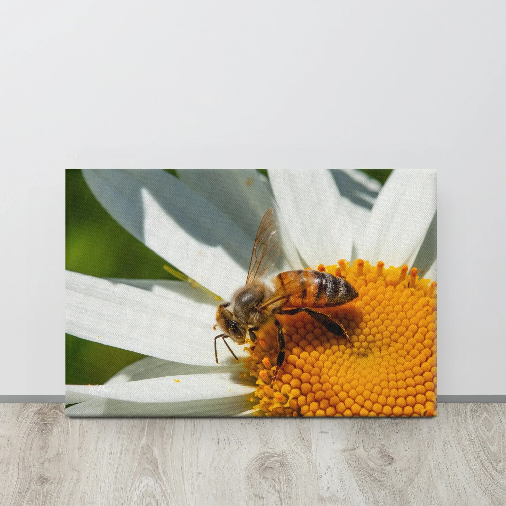 Close-up photo of a bee on a white daisy flower, macro nature wall art print