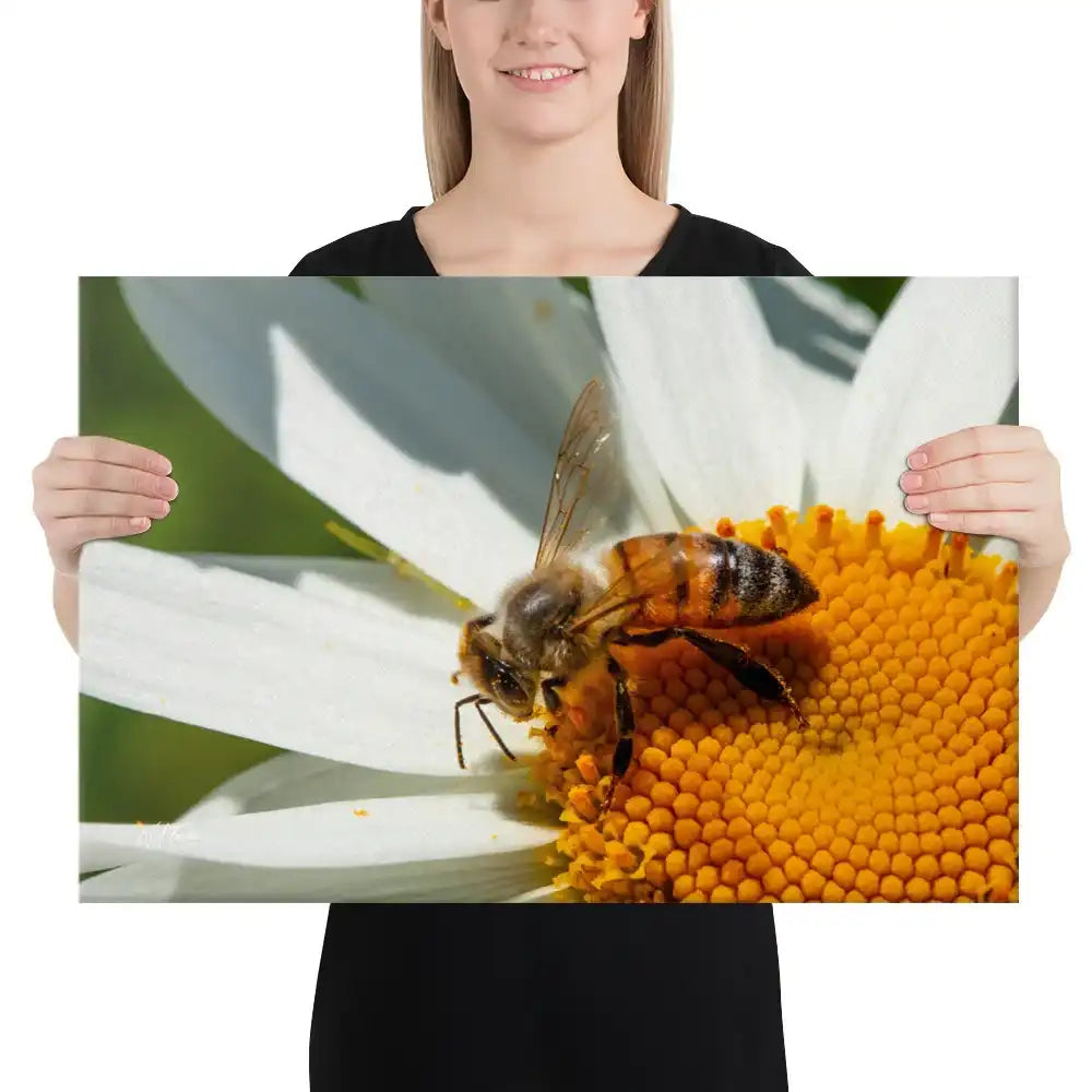 Macro photo of honey bee on white daisy flower canvas wall art