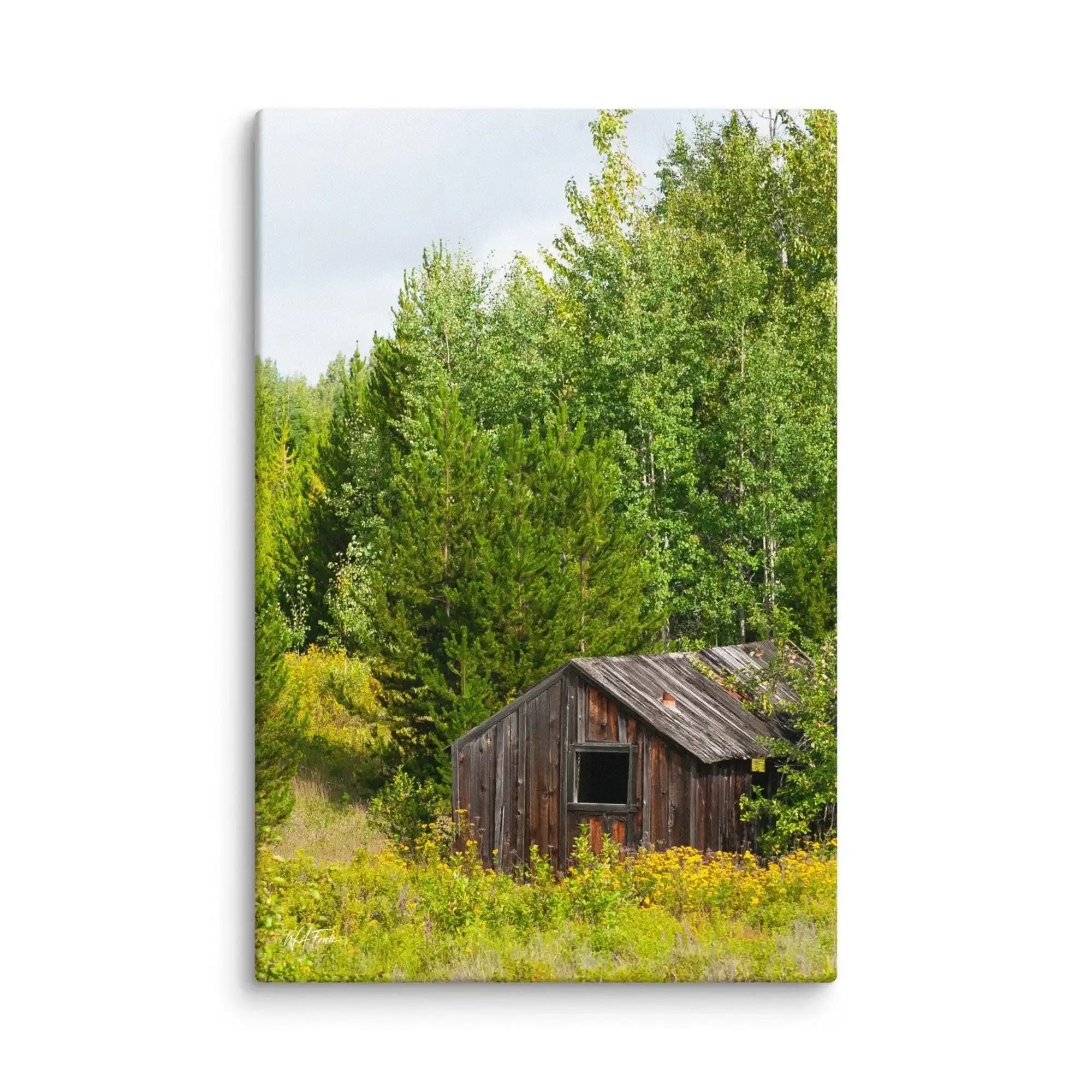 Rustic wooden shed in lush green forest, nature wall art from Bill's Photo Shop