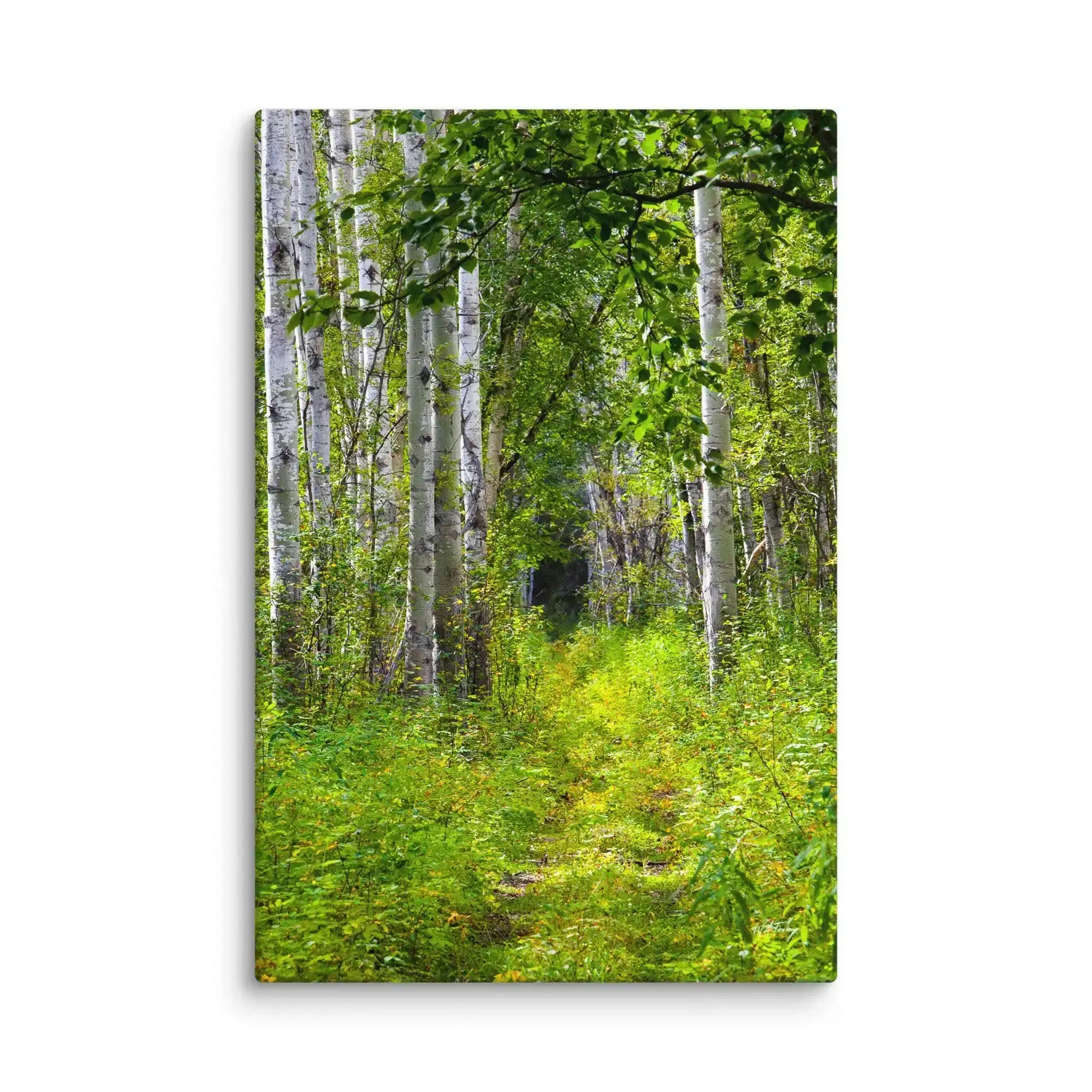 Canvas print of a lush green forest path with tall birch trees and dense foliage