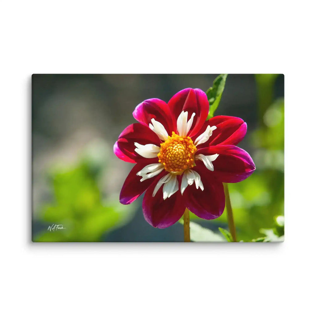 Vibrant red and white dahlia flower canvas wall art with green blurred background