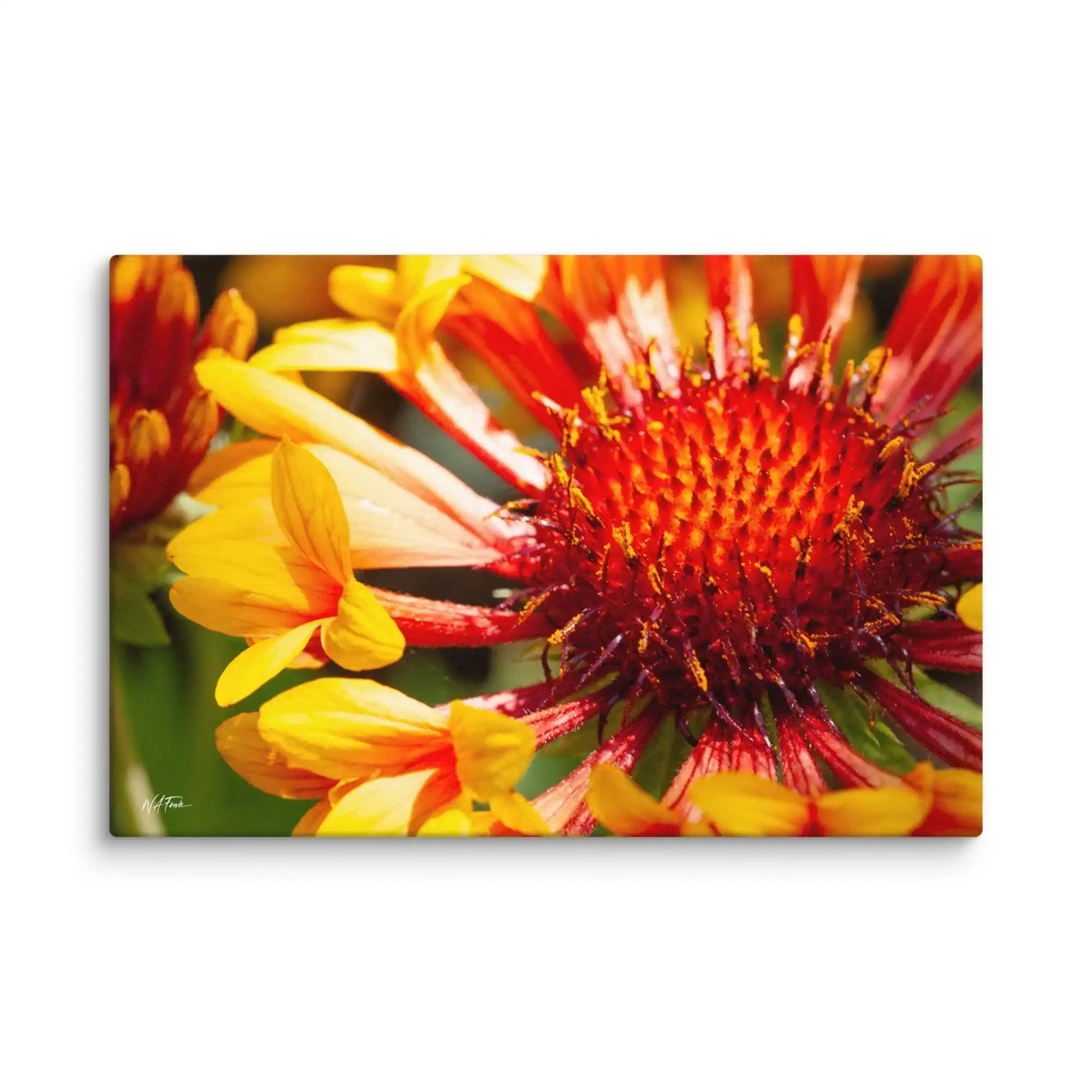 Close-up of a vibrant red and yellow flower with a blurred background