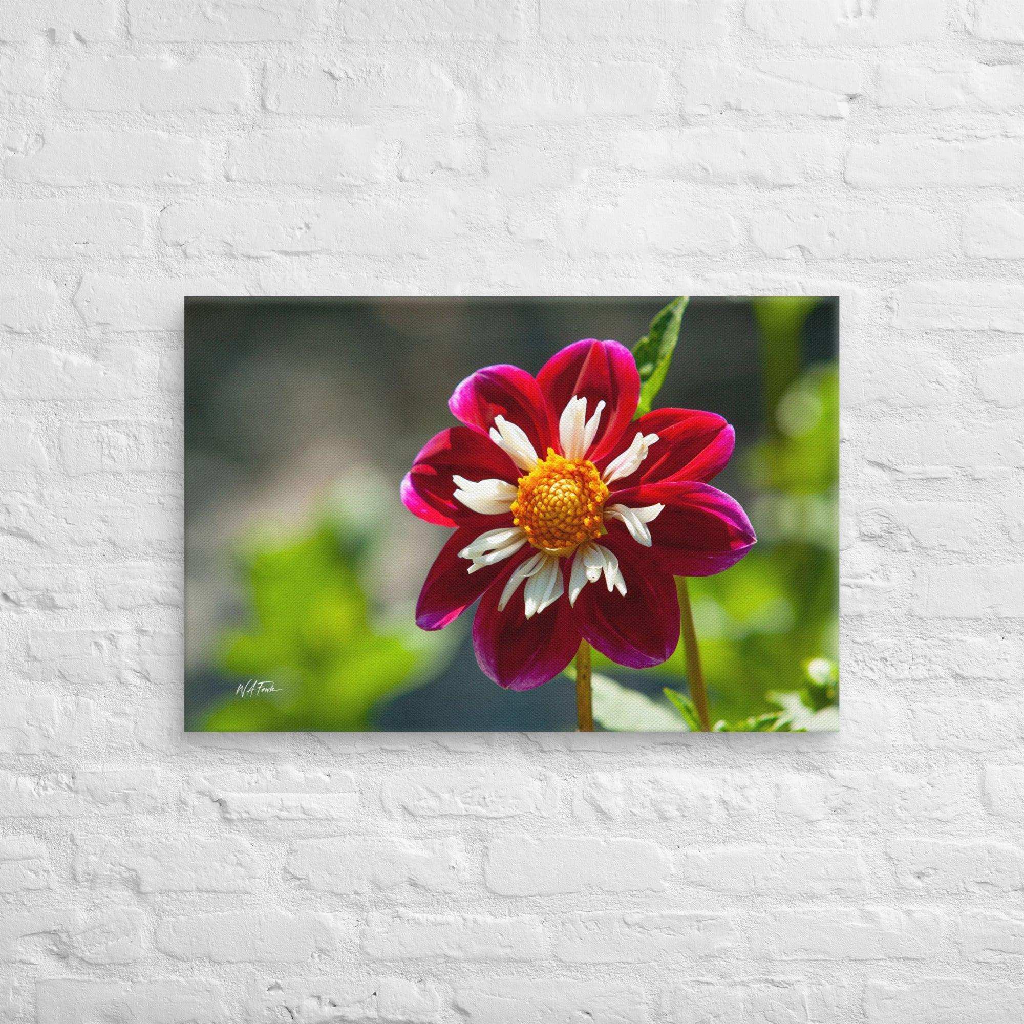 Bright Crimson Crown Collarette Dahlia blooming in a sunny garden, showcasing vibrant red petals and lush greenery.