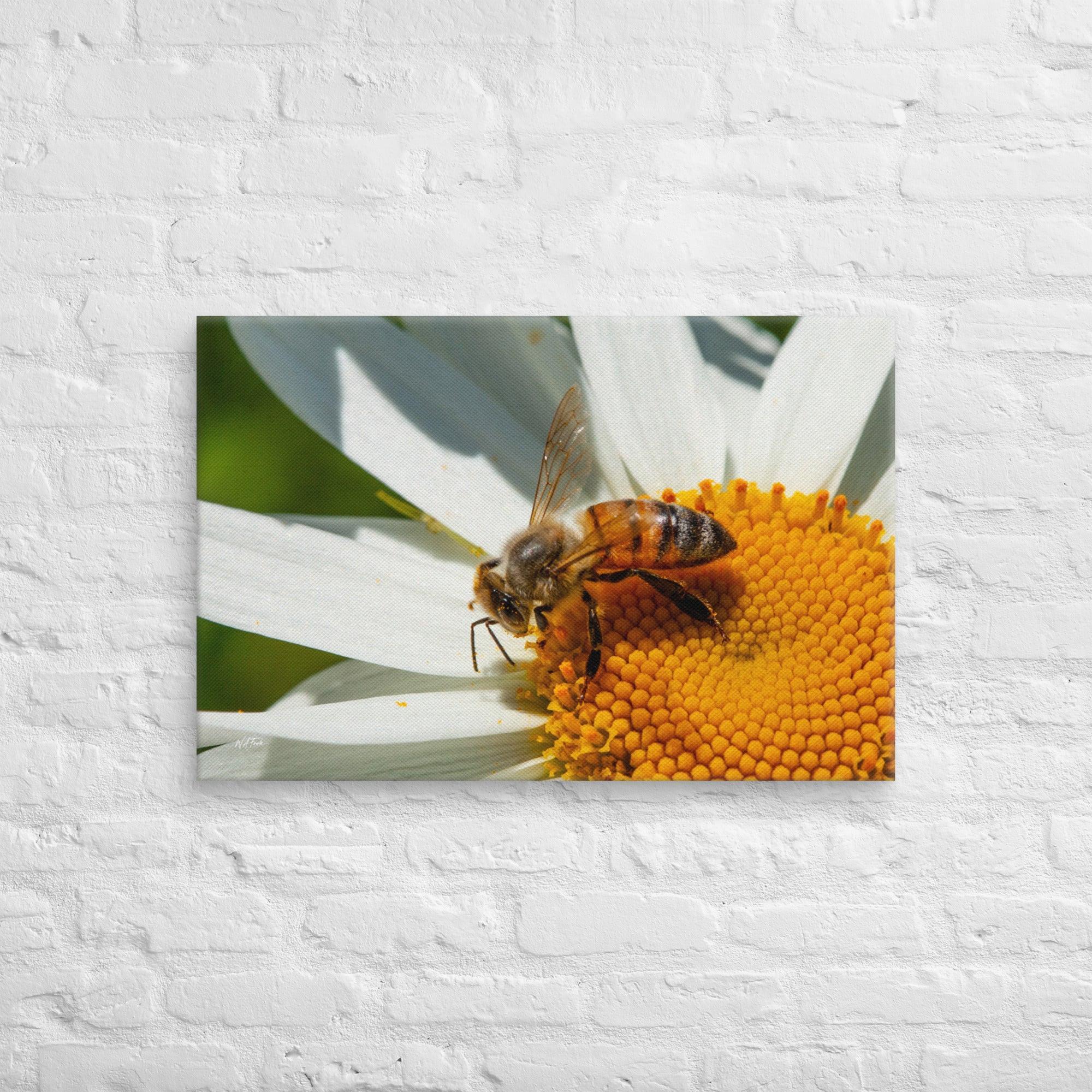 Close-up of a honeybee collecting nectar from a blooming daisy flower on a sunny day