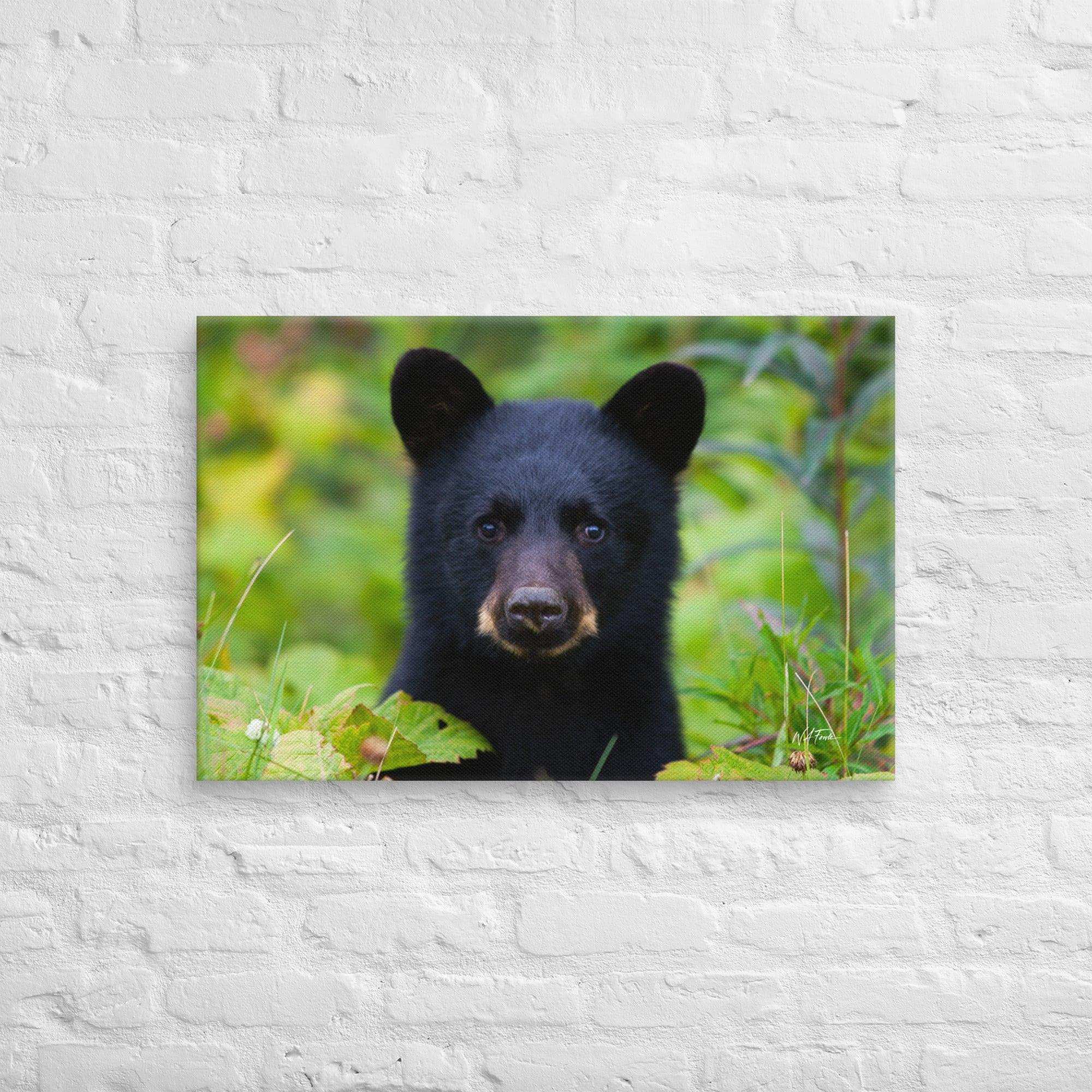 Adorable black bear cub exploring the forest, showcasing its playful and curious nature in a natural habitat