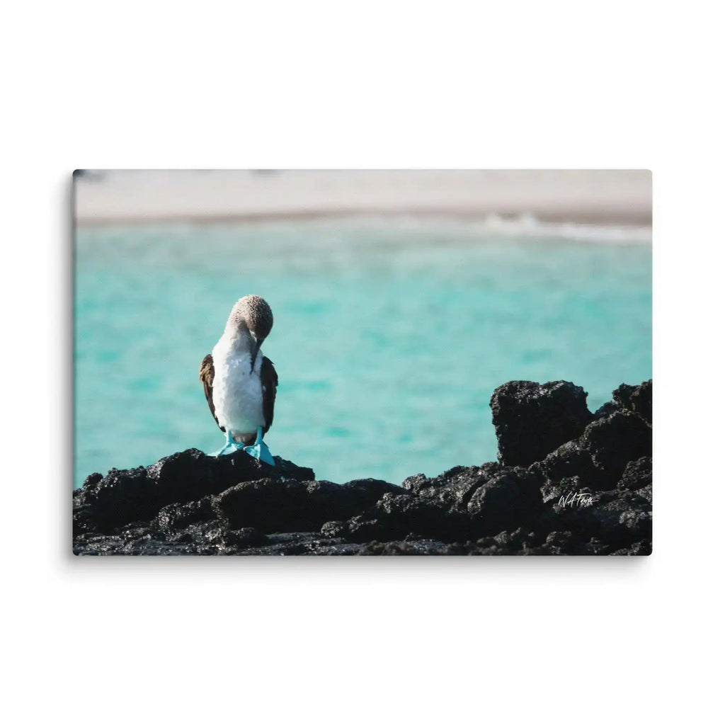 Azure blue sky highlights the vibrant colors of a Blue-Footed Booby perched on coastal rocks.