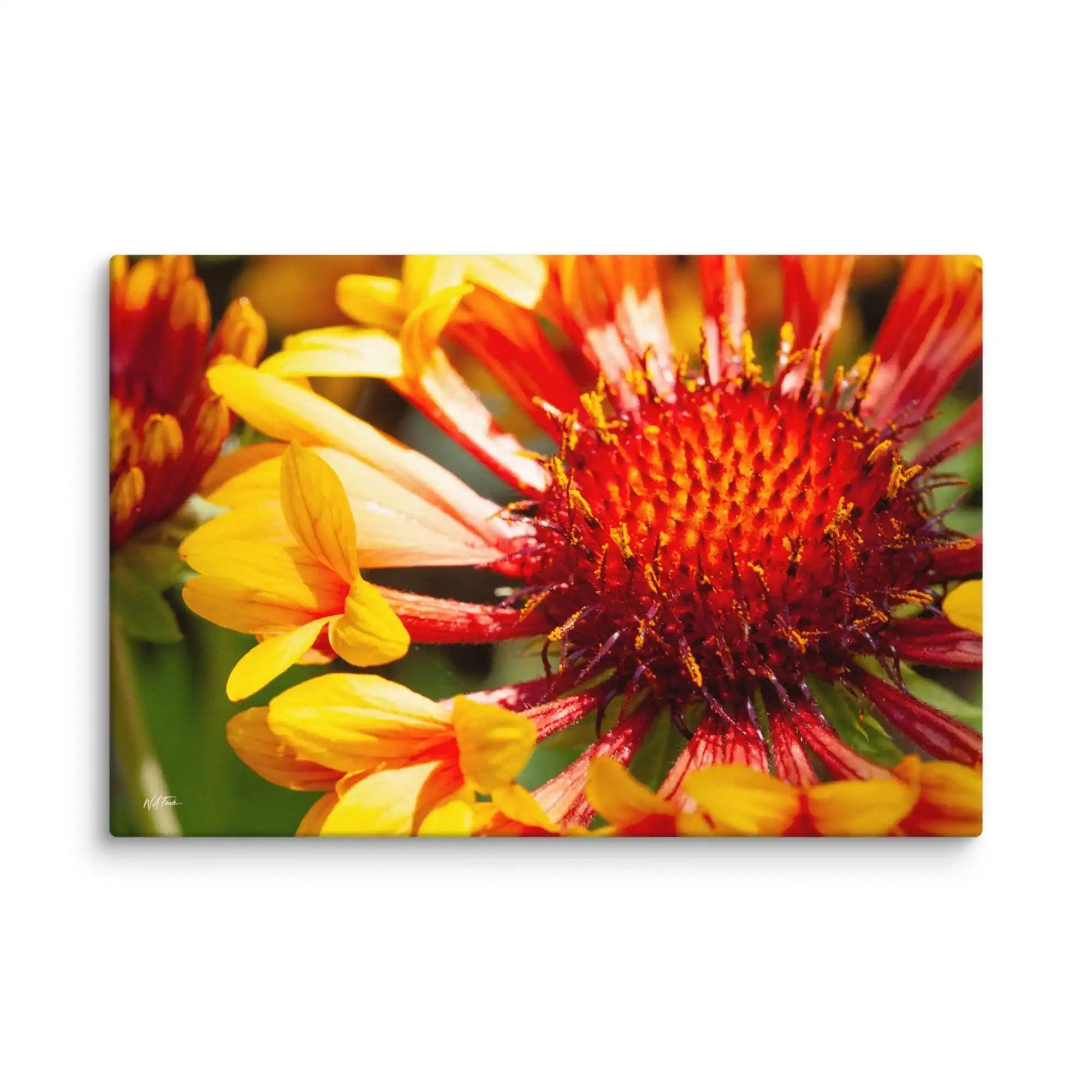 Close-up of a red and yellow flower with a white background