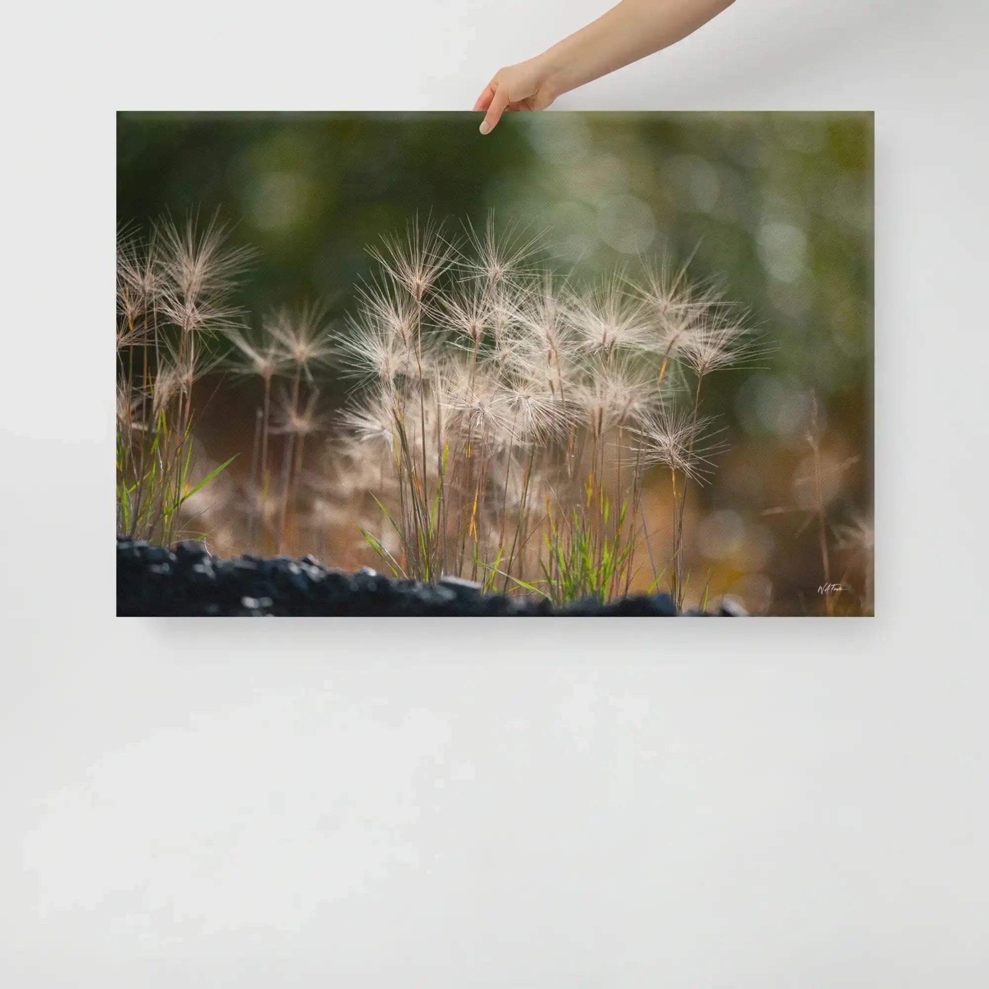 Hand holding canvas print featuring close-up nature photography of wild grasses against blurred green background