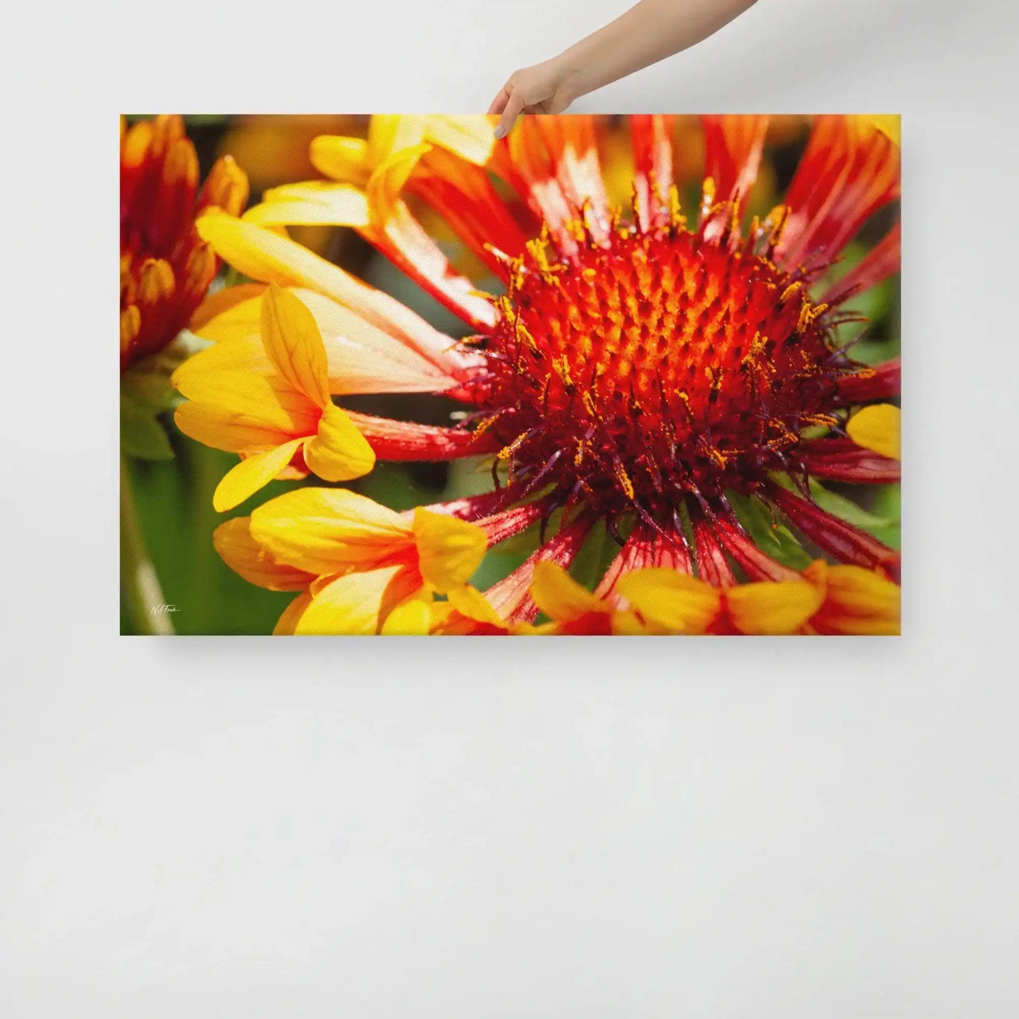 Close-up canvas print of vibrant red and yellow flower on white background