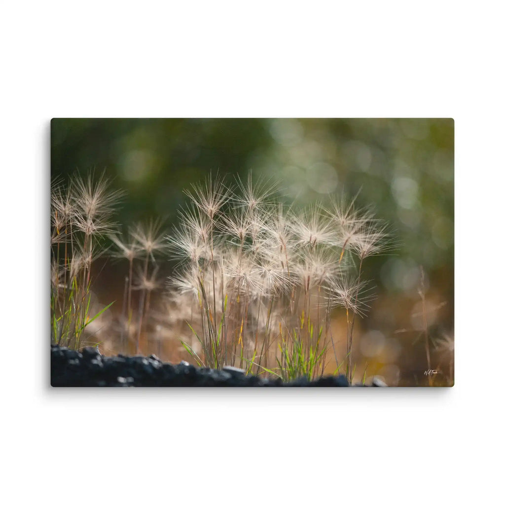 Close-up of dried grass seeds with a blurred natural background