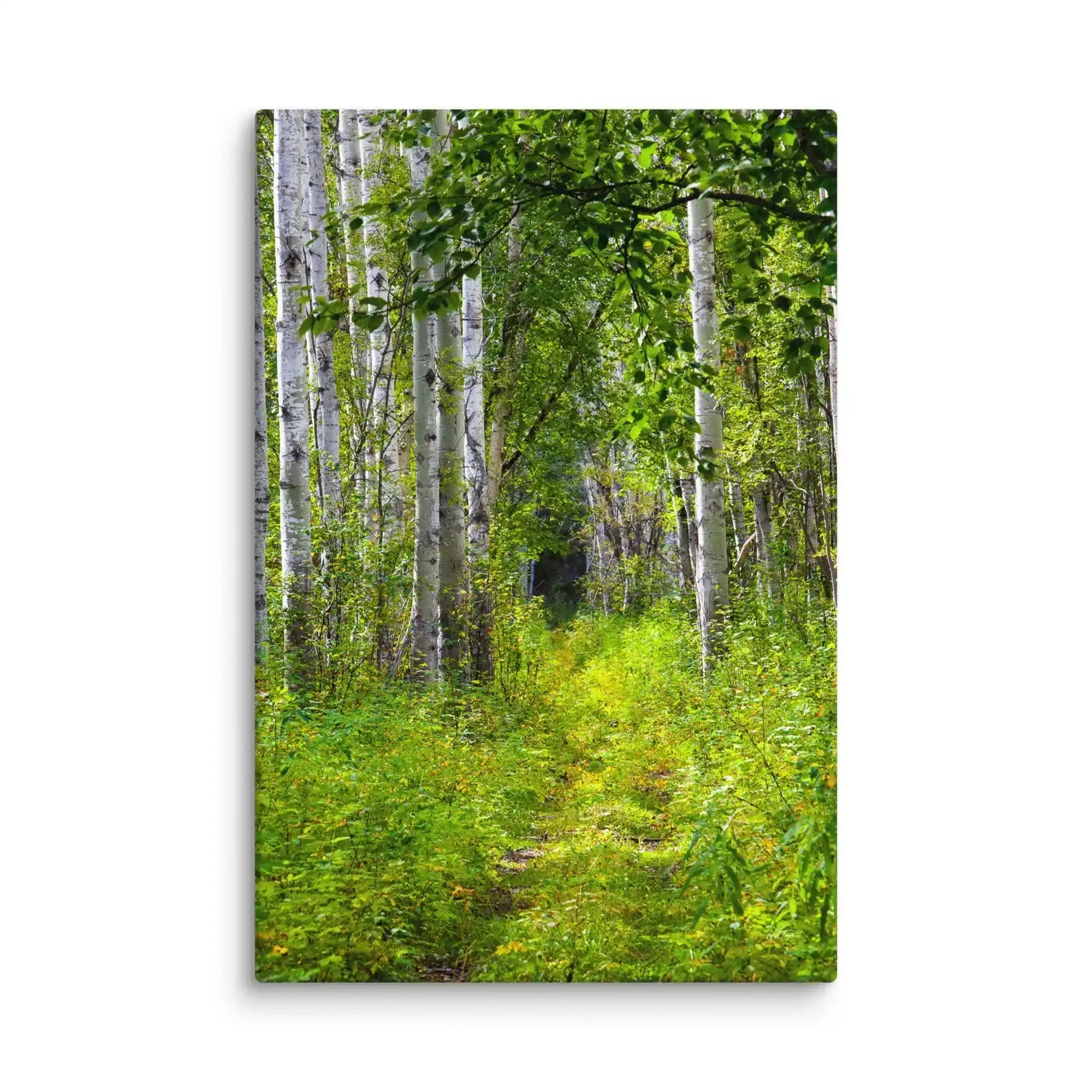 Canvas print of a lush green forest path with tall birch trees and dense foliage