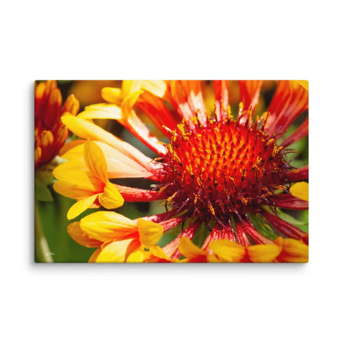 Close-up of a red and yellow flower with a white background