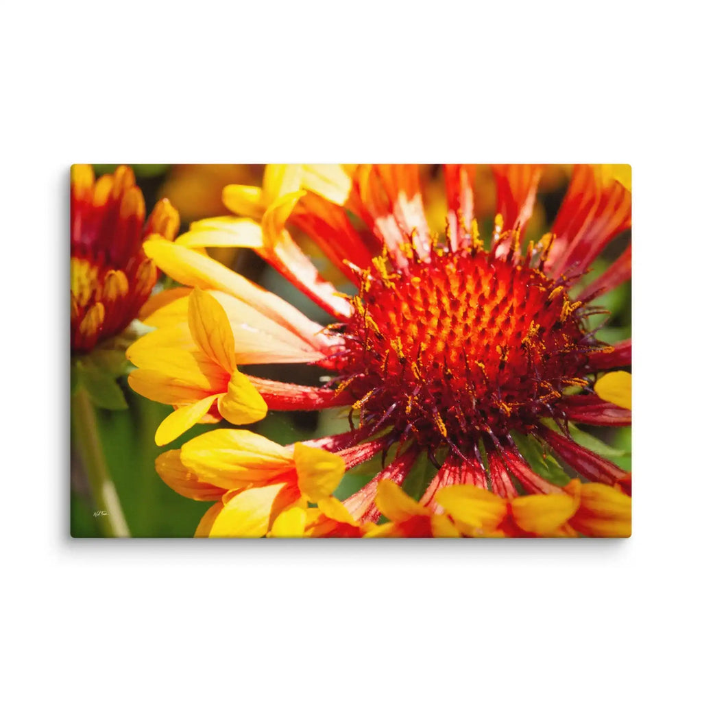 Close-up of a red and yellow flower with a white background