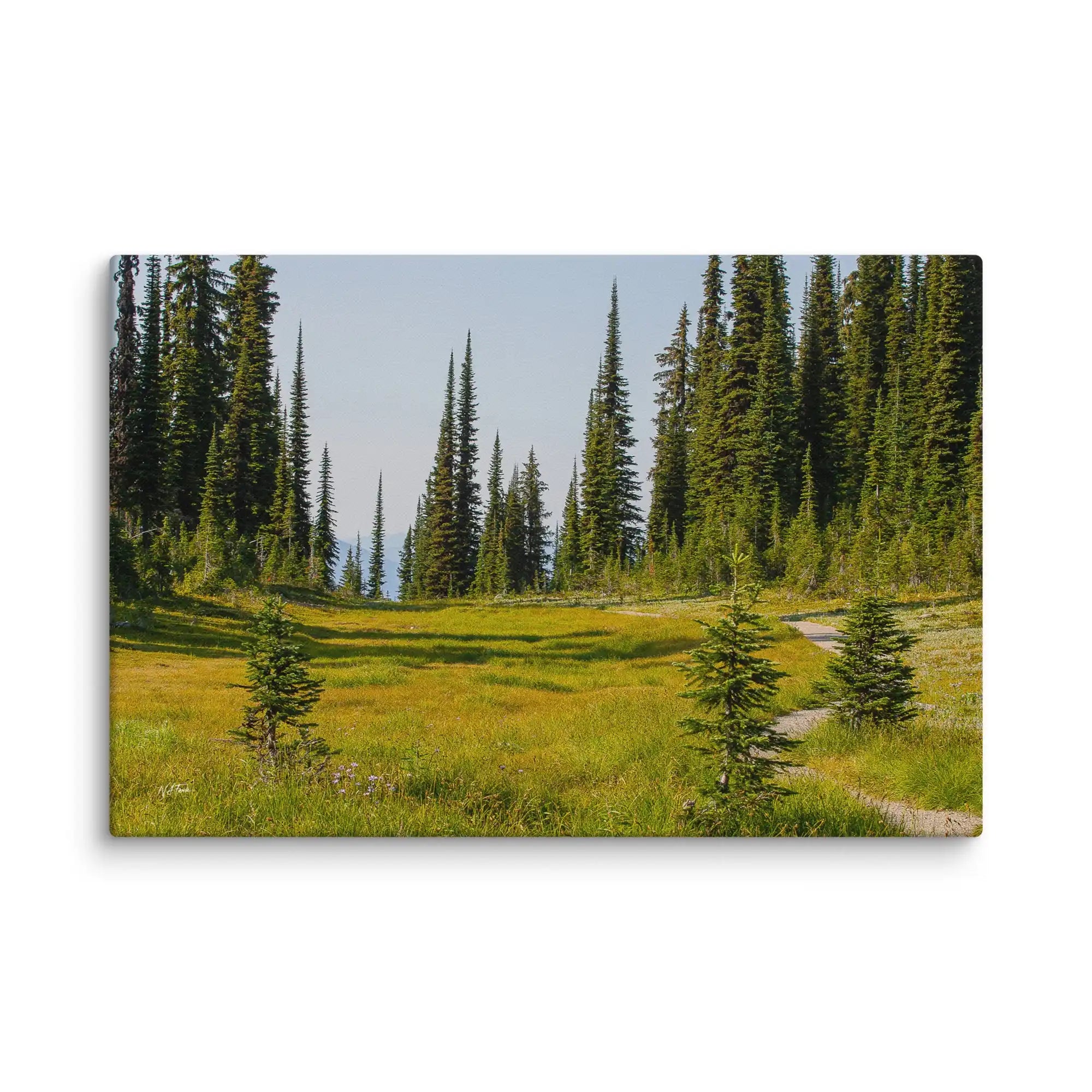 Serene forest meadow with tall evergreens and winding path, perfect for nature-inspired home decor.