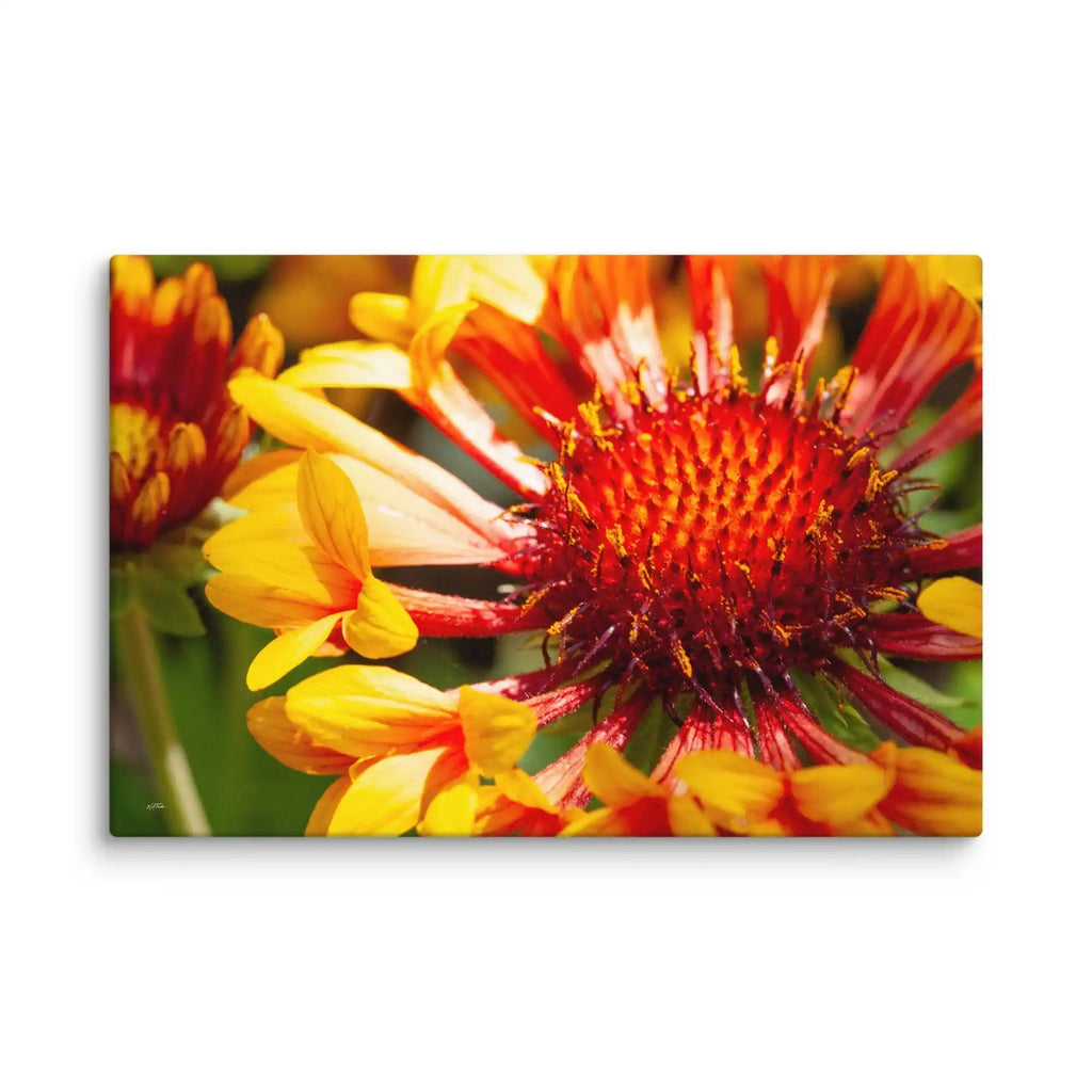 Close-up of a red and yellow flower with a green background