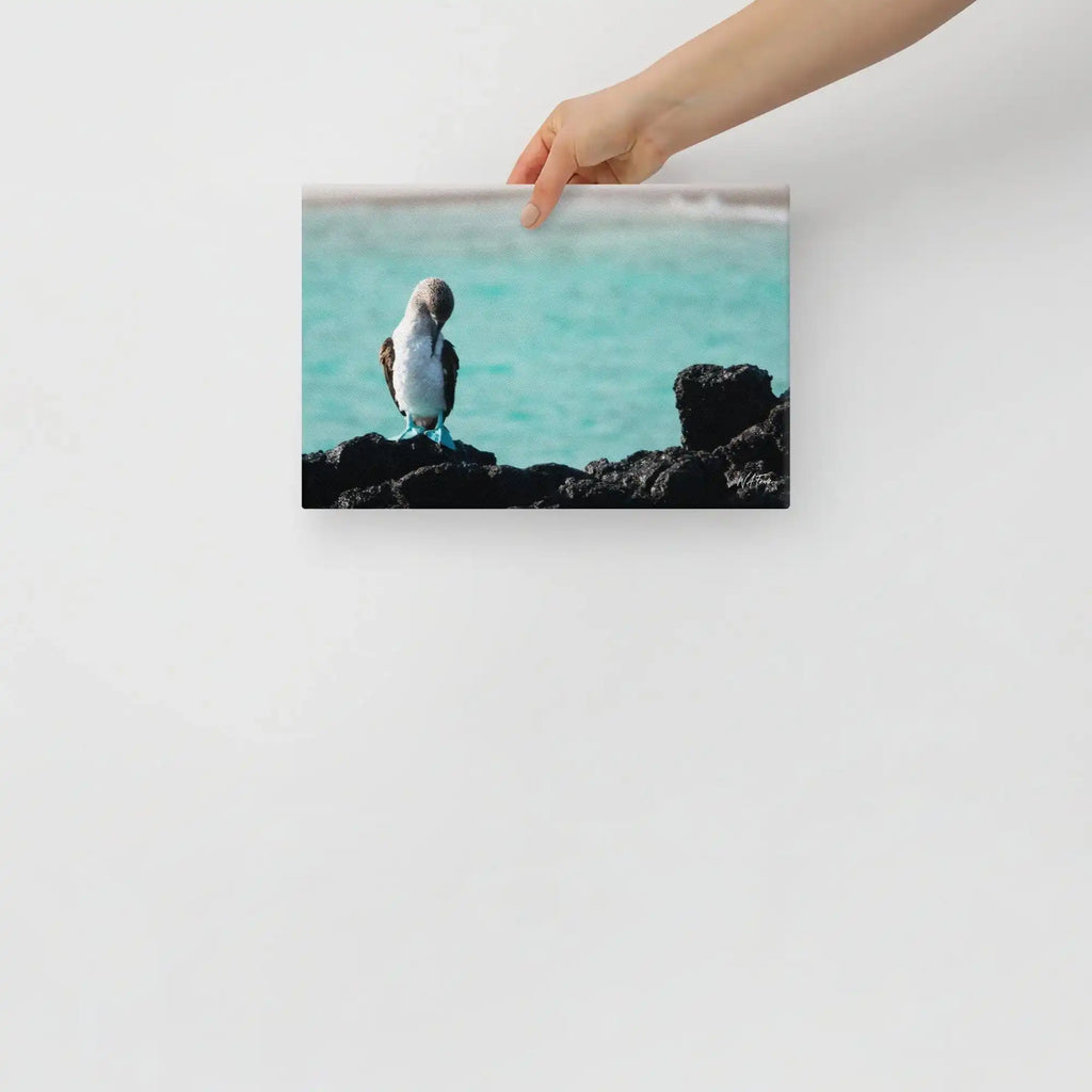 Azure blue sky highlights the vibrant colors of a Blue-Footed Booby perched on coastal rocks.