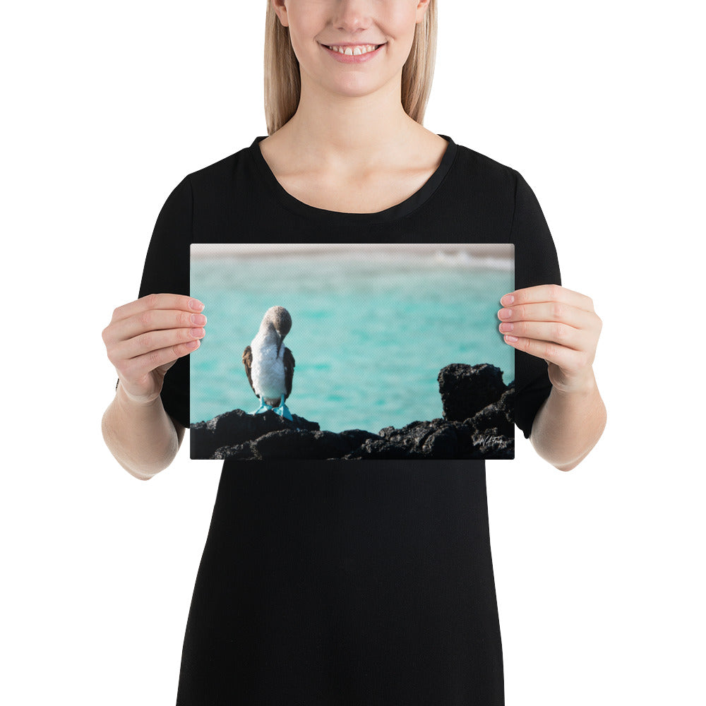 Azure Steps – Blue-Footed Booby Canvas Wall Art