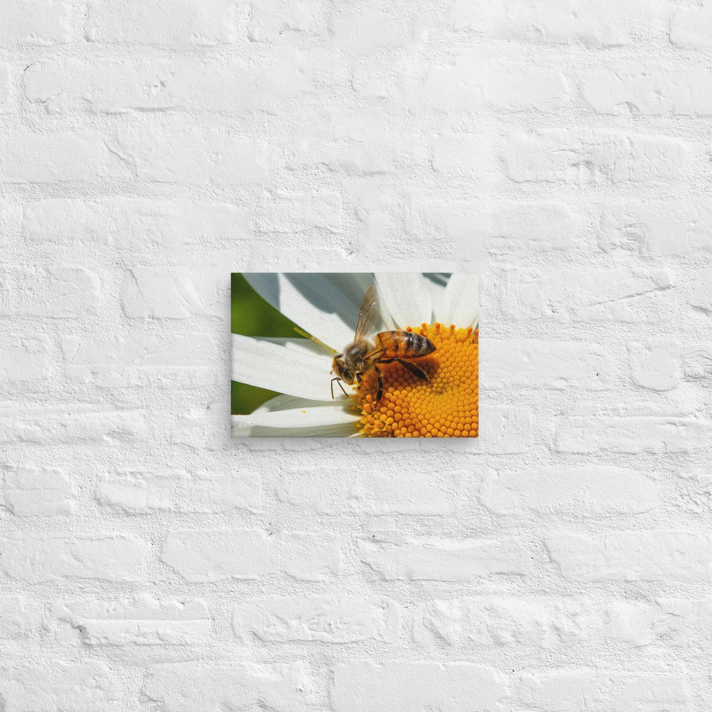Close-up of a honeybee collecting nectar from a blooming daisy flower on a sunny day