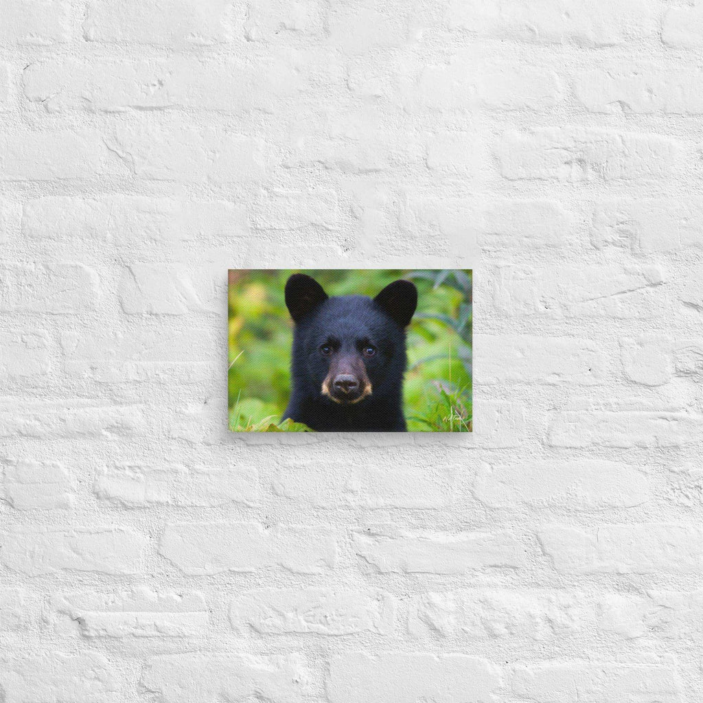 Black bear cub portrait on white brick wall, nature wildlife photography decor