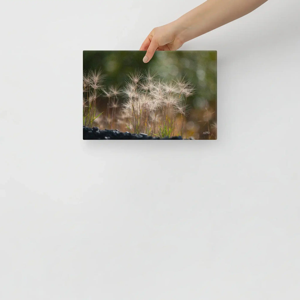 Hand holding canvas print of dandelion seeds in nature, nature wall art decor